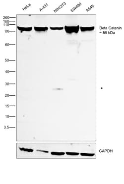 Invitrogen beta Catenin Recombinant Rabbit Monoclonal Antibody (SA30-04)