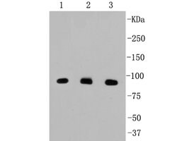 Invitrogen beta Catenin Recombinant Rabbit Monoclonal Antibody (SA30-04)