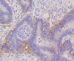 Invitrogen CD49f Recombinant Rabbit Monoclonal Antibody (SR45-00) 100 &mu;L;
