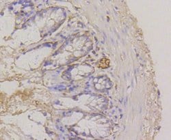 Invitrogen CD49f Recombinant Rabbit Monoclonal Antibody (SR45-00) 100 &mu;L;