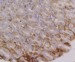 Invitrogen CD49f Recombinant Rabbit Monoclonal Antibody (SR45-00) 100 &mu;L;
