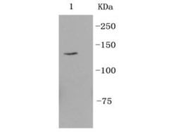 Invitrogen CD49f Recombinant Rabbit Monoclonal Antibody (SR45-00) 100 &mu;L;