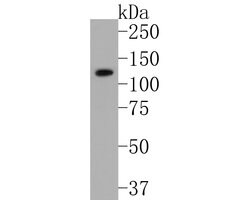 Invitrogen CD49f Recombinant Rabbit Monoclonal Antibody (SR45-00) 100 &mu;L;