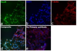 Invitrogen NeuN Recombinant Rabbit Monoclonal Antibody (SR45-07) 100 &mu;L;