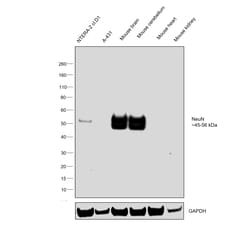 Invitrogen NeuN Recombinant Rabbit Monoclonal Antibody (SR45-07) 100 &mu;L;