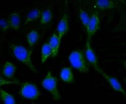 Invitrogen NeuN Recombinant Rabbit Monoclonal Antibody (SR45-07) 100 &mu;L;