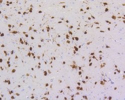 Invitrogen NeuN Recombinant Rabbit Monoclonal Antibody (SR45-07) 100 &mu;L;