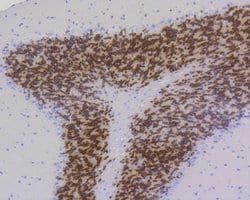 Invitrogen NeuN Recombinant Rabbit Monoclonal Antibody (SR45-07) 100 &mu;L;