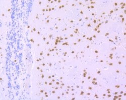 Invitrogen NeuN Recombinant Rabbit Monoclonal Antibody (SR45-07) 100 &mu;L;