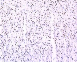 Invitrogen NeuN Recombinant Rabbit Monoclonal Antibody (SR45-07) 100 &mu;L;