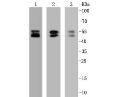 Invitrogen NeuN Recombinant Rabbit Monoclonal Antibody (SR45-07) 100 &mu;L;