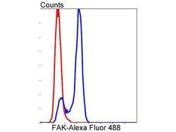 Invitrogen FAK Recombinant Rabbit Monoclonal Antibody (SR46-04) 100 &mu;L;