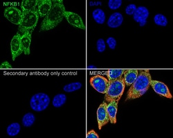 Invitrogen NFkB p50/p105 Recombinant Rabbit Monoclonal Antibody (SZ20-01)