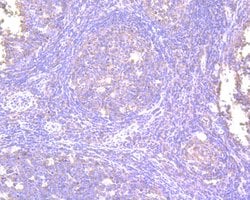 Invitrogen NFkB p50/p105 Recombinant Rabbit Monoclonal Antibody (SZ20-01)
