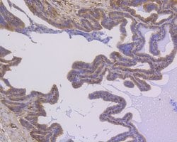 Invitrogen NFkB p50/p105 Recombinant Rabbit Monoclonal Antibody (SZ20-01)