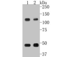 Invitrogen NFkB p50/p105 Recombinant Rabbit Monoclonal Antibody (SZ20-01)