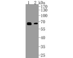Invitrogen SMAD4 Recombinant Rabbit Monoclonal Antibody (SP05-05) 100 &mu;L;
