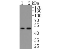 Invitrogen SMAD2 Recombinant Rabbit Monoclonal Antibody (SP06-05) 100 &mu;L;