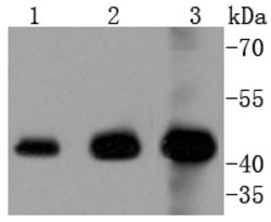 Invitrogen ERK1 Recombinant Rabbit Monoclonal Antibody (SP00-74) 100 &mu;L;