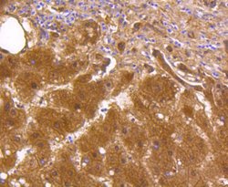 Invitrogen ALDH1A1 Recombinant Rabbit Monoclonal Antibody (SY11-02) 100