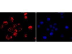 Invitrogen&trade;&nbsp;CDX2 Recombinant Rabbit Monoclonal Antibody (SY09-02)