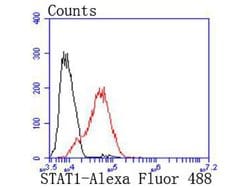 Invitrogen STAT1 Recombinant Rabbit Monoclonal Antibody (SJ01-89) 100 &mu;L;