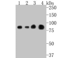 Invitrogen STAT1 Recombinant Rabbit Monoclonal Antibody (SJ01-89) 100 &mu;L;