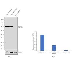 Invitrogen STAT1 Recombinant Rabbit Monoclonal Antibody (SJ01-89) 100 &mu;L;