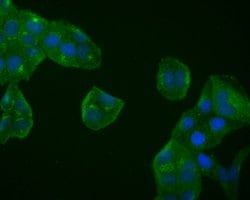 Invitrogen BDNF Recombinant Rabbit Monoclonal Antibody (SJ12-09) 100 &mu;L;