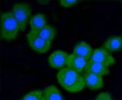 Invitrogen STAT3 Recombinant Rabbit Monoclonal Antibody (SY34-01) 100 &mu;L;