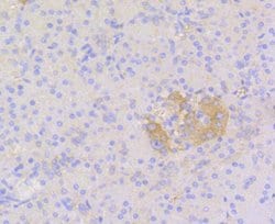 Invitrogen STAT3 Recombinant Rabbit Monoclonal Antibody (SY34-01) 100 &mu;L;