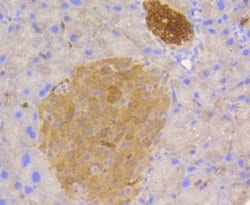 Invitrogen STAT3 Recombinant Rabbit Monoclonal Antibody (SY34-01) 100 &mu;L;