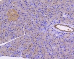 Invitrogen STAT3 Recombinant Rabbit Monoclonal Antibody (SY34-01) 100 &mu;L;