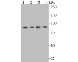 Invitrogen STAT3 Recombinant Rabbit Monoclonal Antibody (SY34-01) 100 &mu;L;