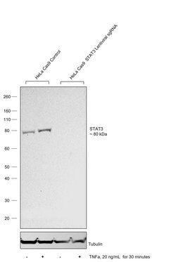 Invitrogen STAT3 Recombinant Rabbit Monoclonal Antibody (SY34-01) 100 &mu;L;
