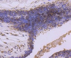 Invitrogen GSK3B Recombinant Rabbit Monoclonal Antibody (SY28-03) 100 &mu;L;