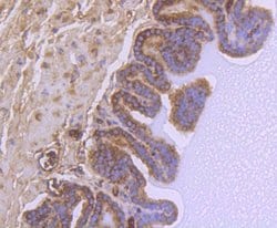 Invitrogen GSK3B Recombinant Rabbit Monoclonal Antibody (SY28-03) 100 &mu;L;