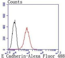 Invitrogen E-cadherin Recombinant Rabbit Monoclonal Antibody (SY0287) 100