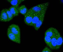 Invitrogen Bim Recombinant Rabbit Monoclonal Antibody (SU0318) 100 &mu;L;