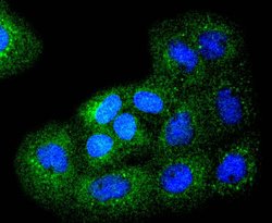 Invitrogen Bim Recombinant Rabbit Monoclonal Antibody (SU0318) 100 &mu;L;