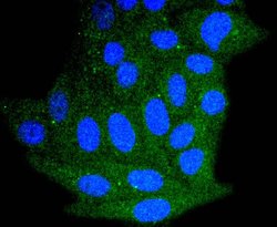 Invitrogen Bim Recombinant Rabbit Monoclonal Antibody (SU0318) 100 &mu;L;