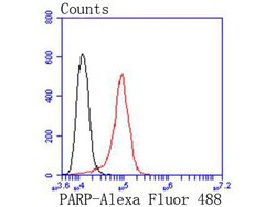 Invitrogen PARP1 Recombinant Rabbit Monoclonal Antibody (SU03-68) 100 &mu;L;