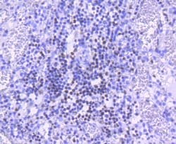 Invitrogen PARP1 Recombinant Rabbit Monoclonal Antibody (SU03-68) 100 &mu;L;