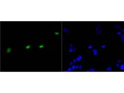 Invitrogen Phospho-Histone H3 (Ser10) Recombinant Rabbit Monoclonal Antibody