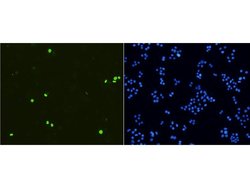 Invitrogen Phospho-Histone H3 (Ser10) Recombinant Rabbit Monoclonal Antibody
