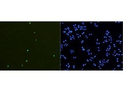 Invitrogen Phospho-Histone H3 (Ser10) Recombinant Rabbit Monoclonal Antibody