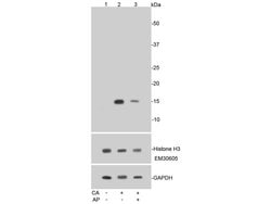 Invitrogen Phospho-Histone H3 (Ser10) Recombinant Rabbit Monoclonal Antibody