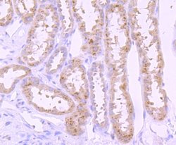 Invitrogen PI3K p85 alpha Recombinant Rabbit Monoclonal Antibody (SU04-07)