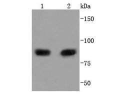 Invitrogen PI3K p85 alpha Recombinant Rabbit Monoclonal Antibody (SU04-07)
