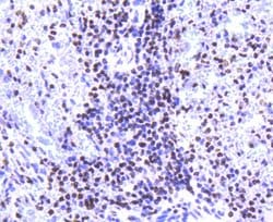 Invitrogen Histone H2A.Z Recombinant Rabbit Monoclonal Antibody (ST46-09)